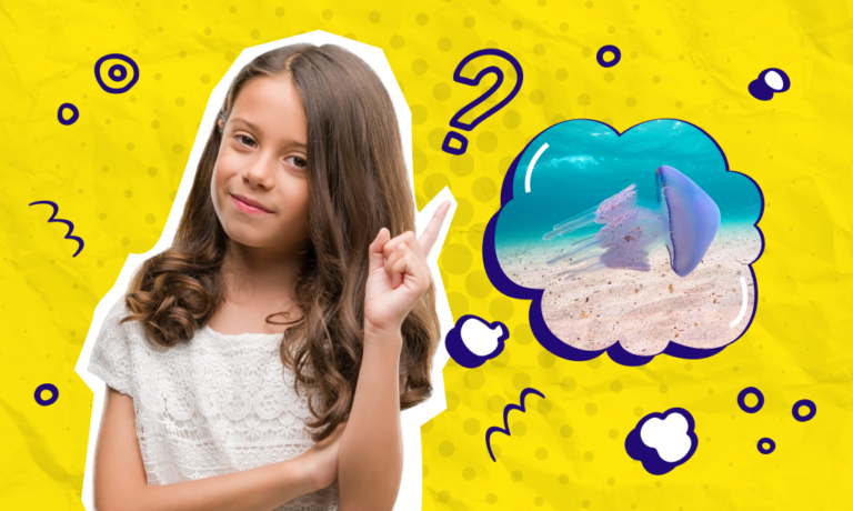 עקיצת מדוזה. מה לעשות אם וכאשר נעקצת?